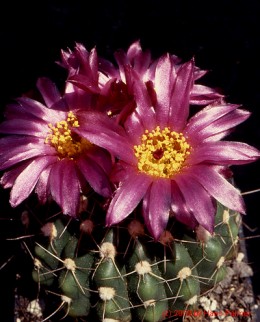 Notocactus cv. CJT98